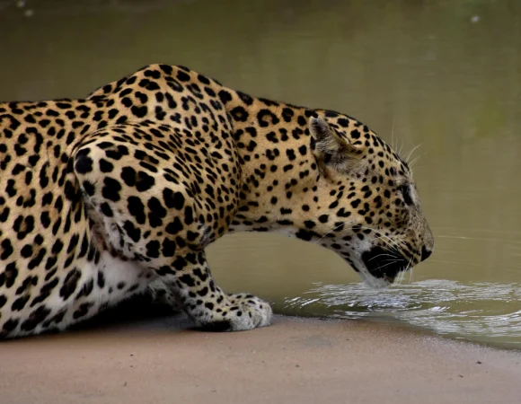 Wild Heart of Sri Lanka – 8 Days / 7 Nights