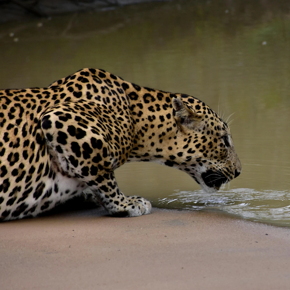 Wild Heart of Sri Lanka – 8 Days / 7 Nights